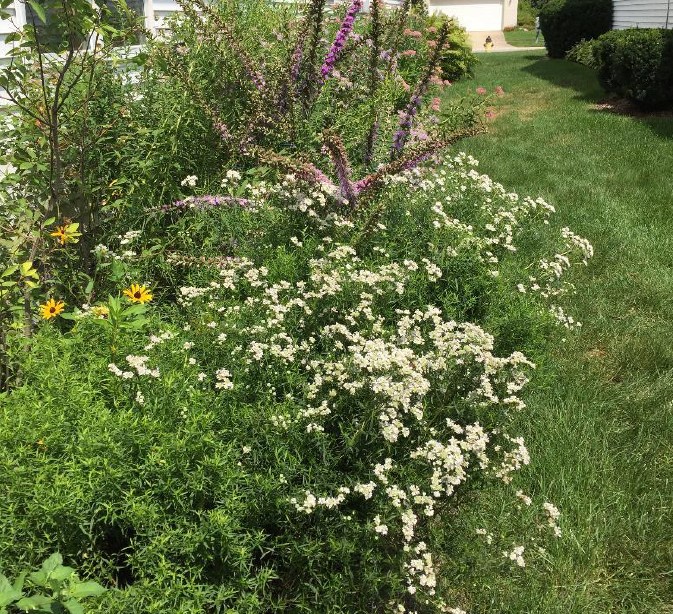 becky croke garden v1