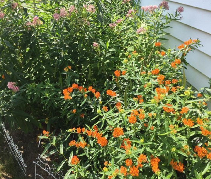 becky croke garden v3