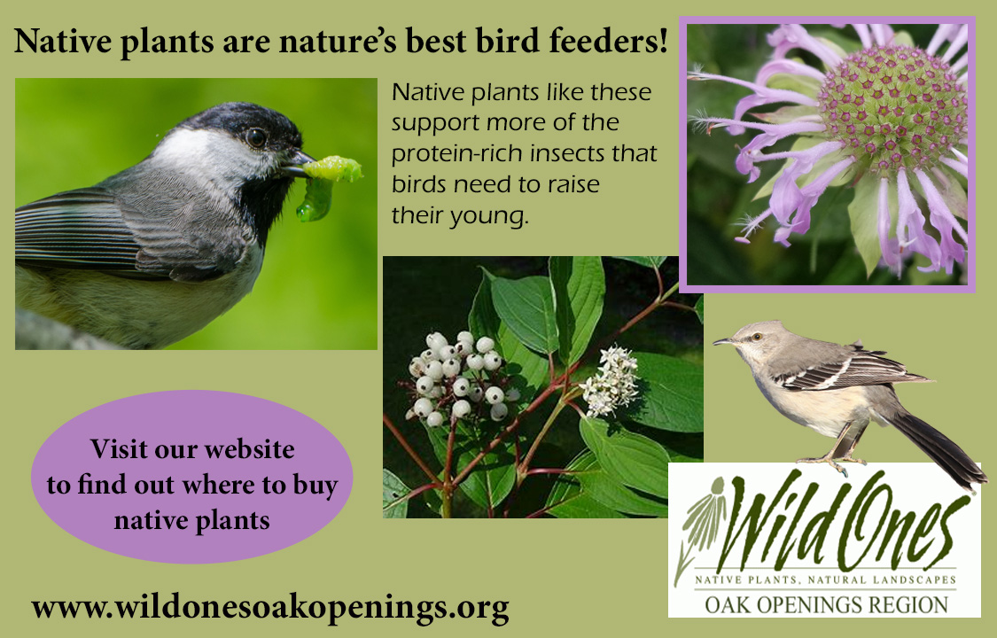 WO native plants are bird feeders