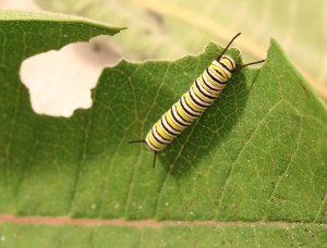 Monarch caterpillar eating milkweed leaf