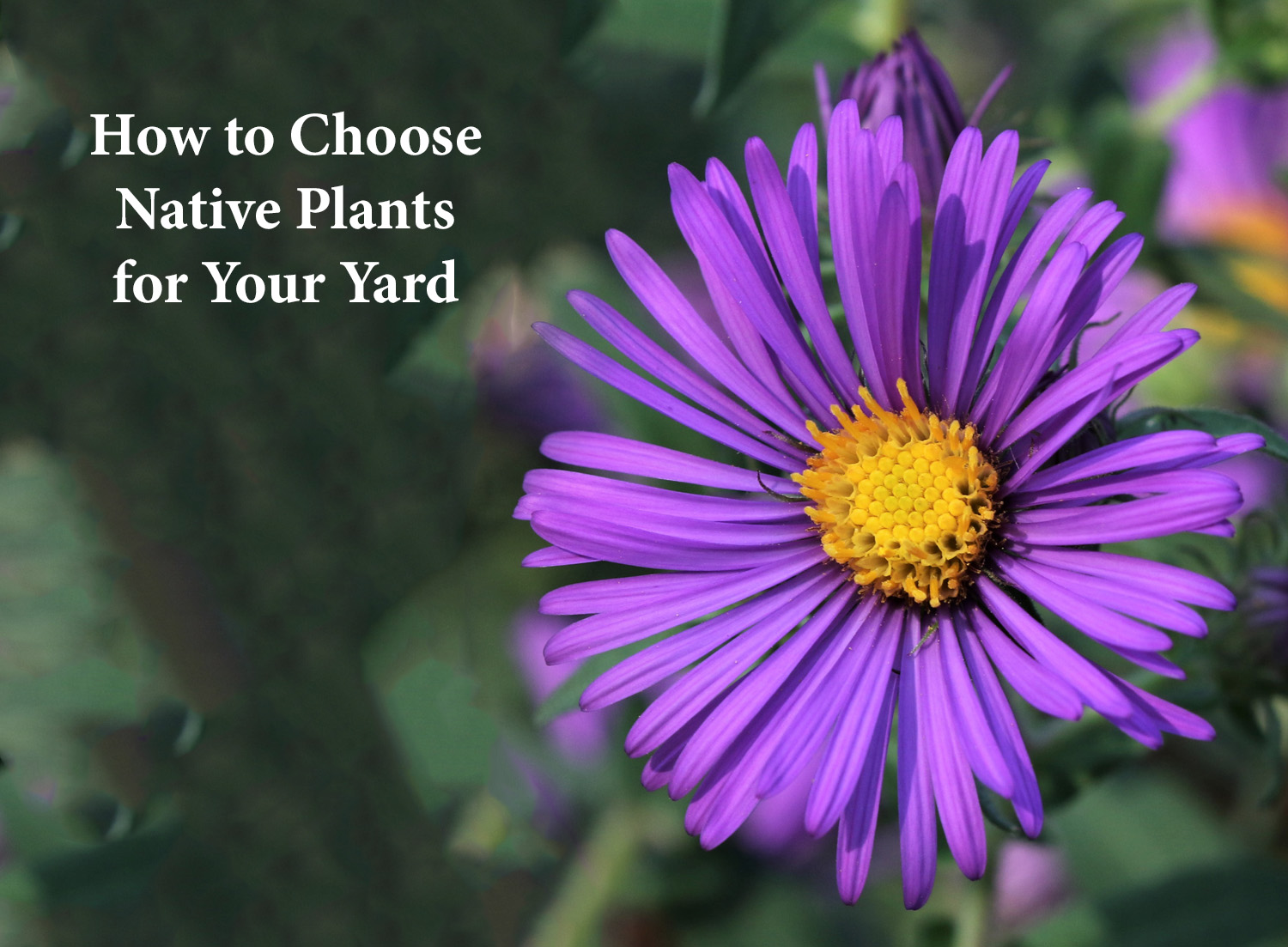 How to Choose Native Plants for Your Yard