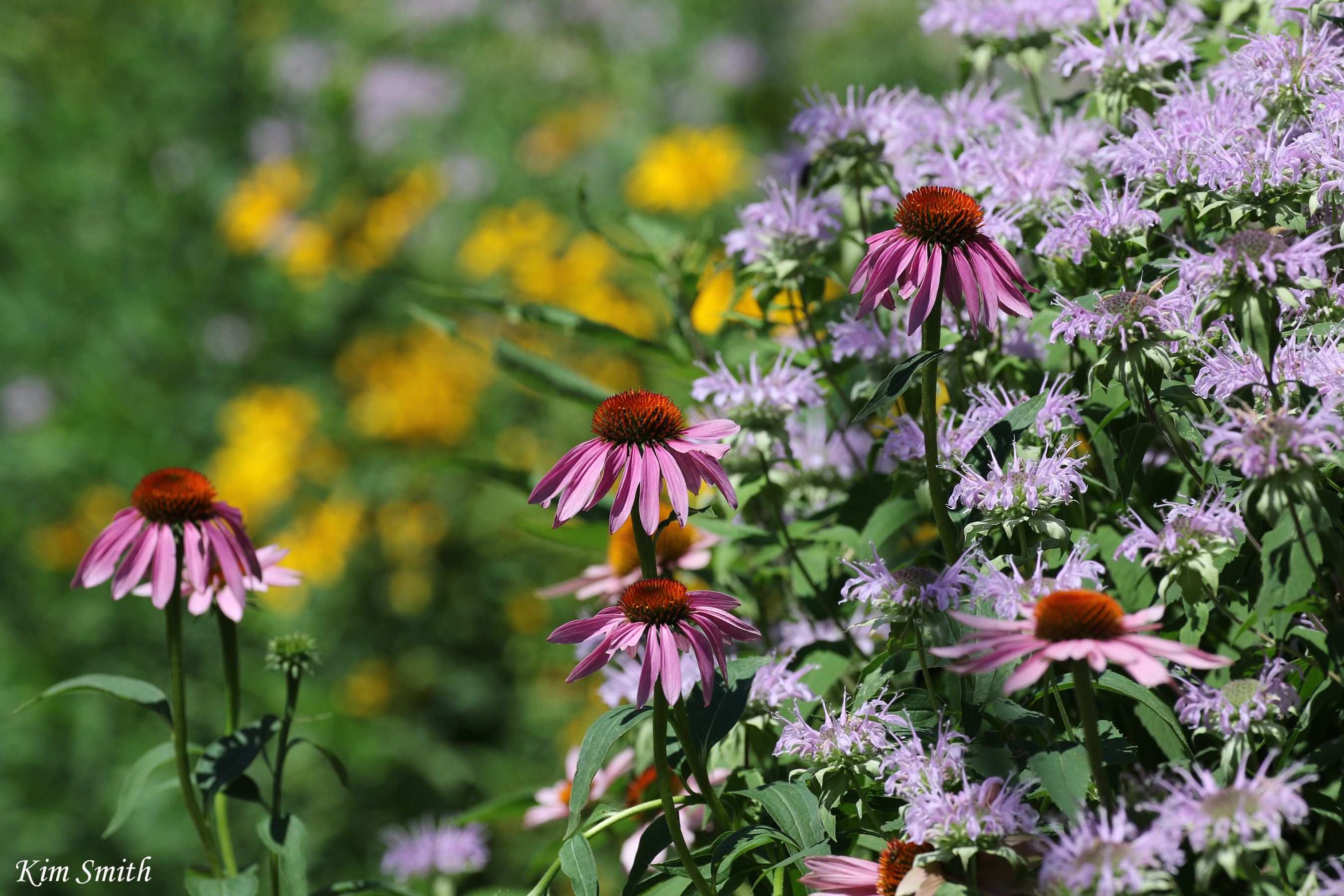 Native Landscape Awards – Wild Ones Oak Openings Region (NW Ohio